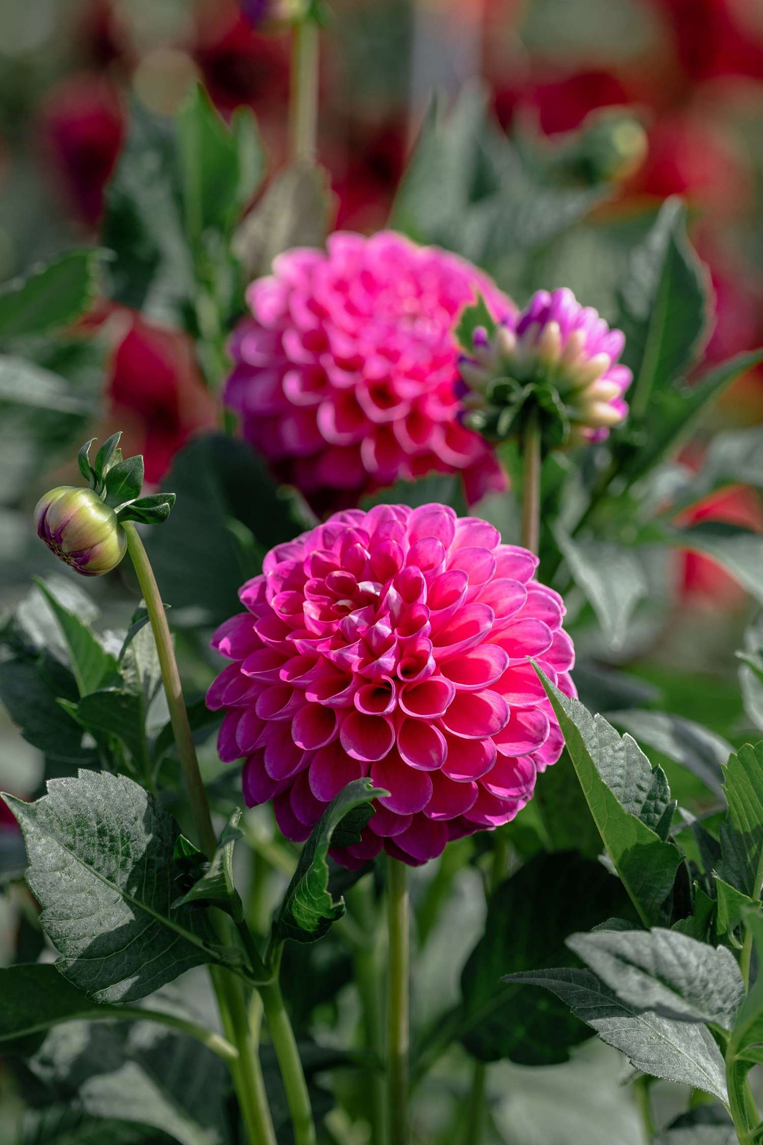 Daalia 'Jowey Frambo'